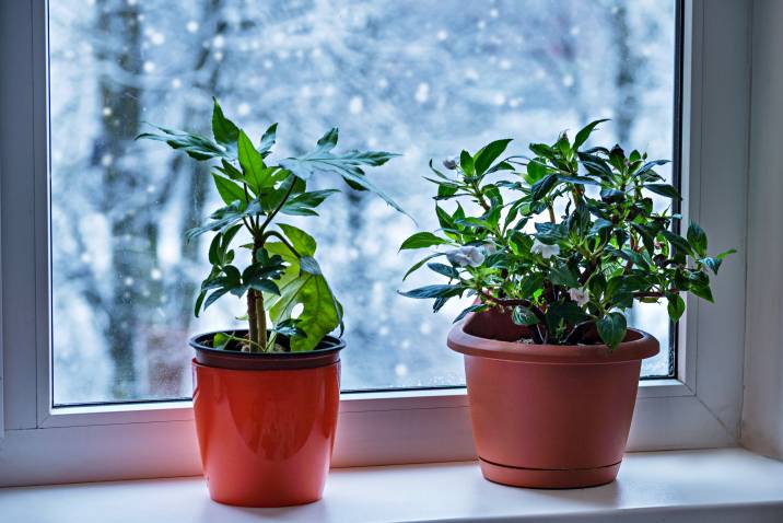 potted plants on a windowsill during winter