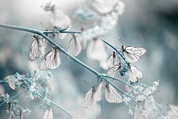 butterflies on a frost-covered plant