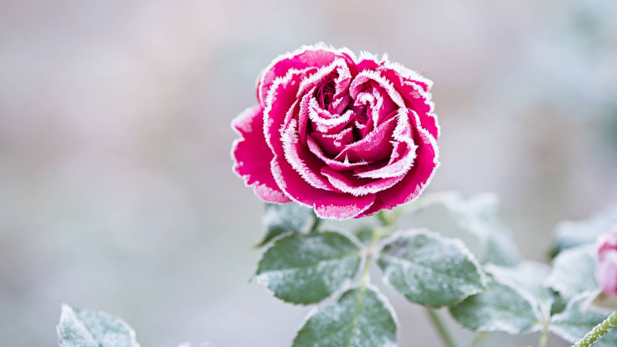 a red rose covered in frost