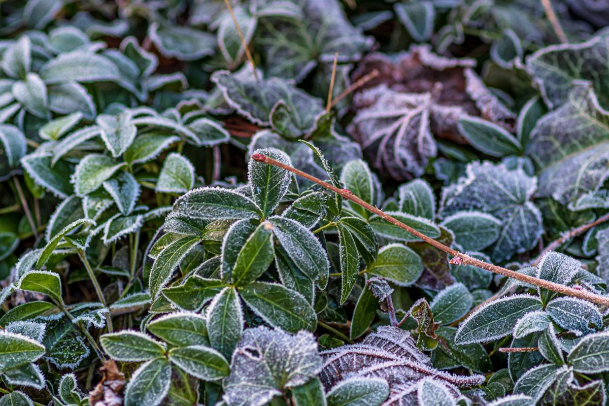 Frosty gardem leaves due to icy weather