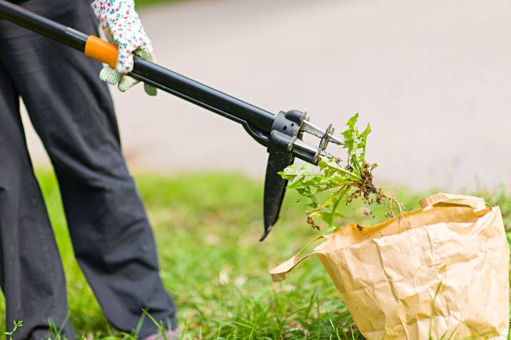 a gardener performing weed removal