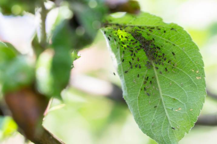 aphids garden parasites on the inside of a leaf