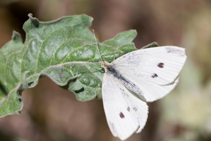cabbage moth white butterfly feeding on a leaf