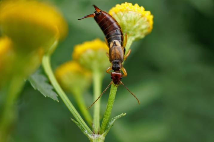 common earwig garden pest on a flower 