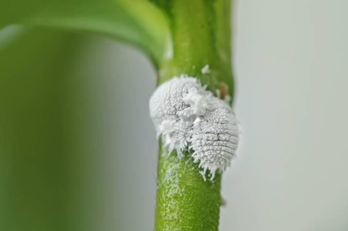 mealybugs pests on flower plant 