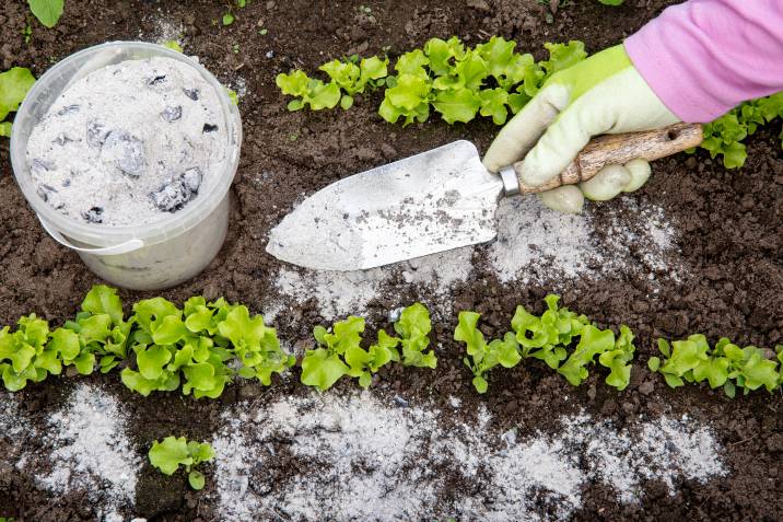 gardener hand sprinkling wood burn ash between lettuce herbs to kill garden pests naturally 