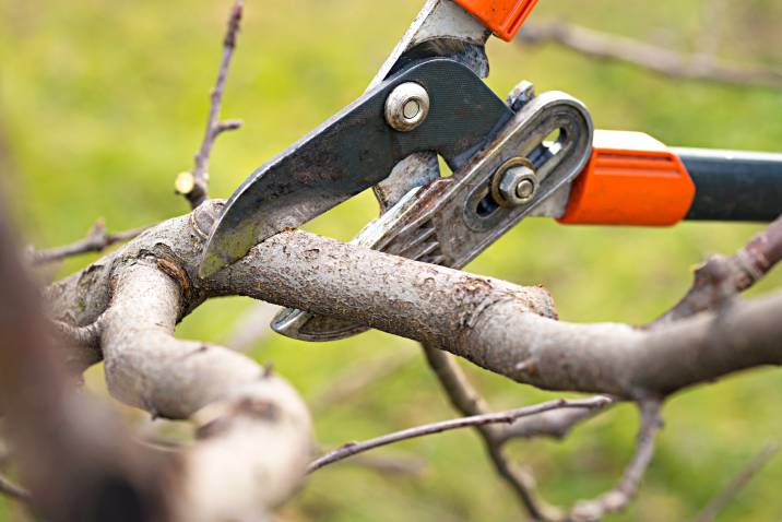 a gardener pruning a tree