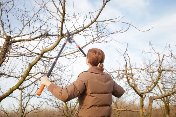 a woman pruning a tree