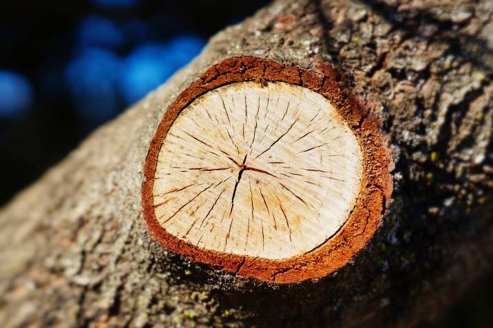 a tree trunk with a fresh pruning cut