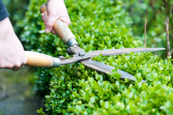 a gardener trimming a hedge