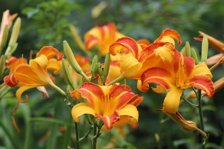 daylily blossoms