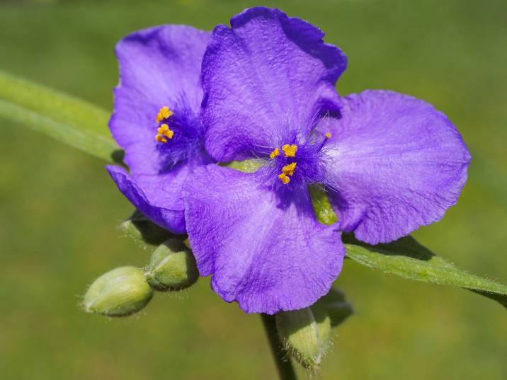 a spiderwort plant