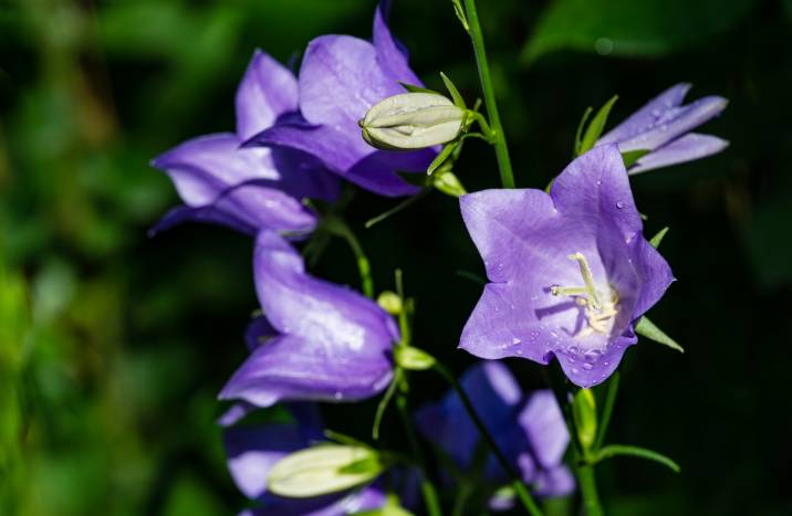 purple bellflowers