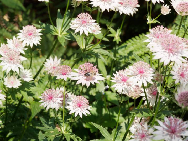 pink masterwort blossoms