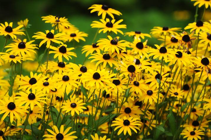 black-eyed susan blossoms