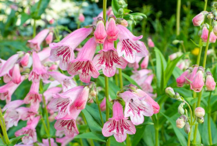 pink and red penstemon flowers 
