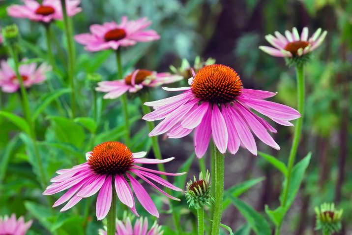 pink coneflowers