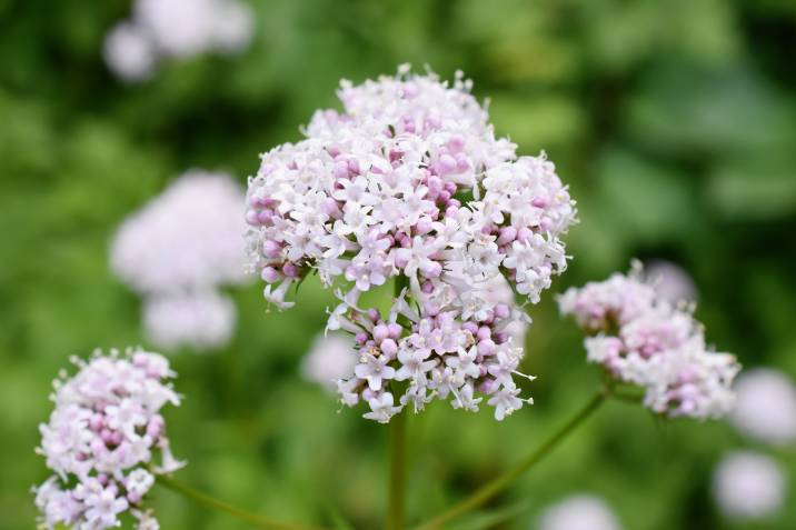 Flowering pink valerian plant