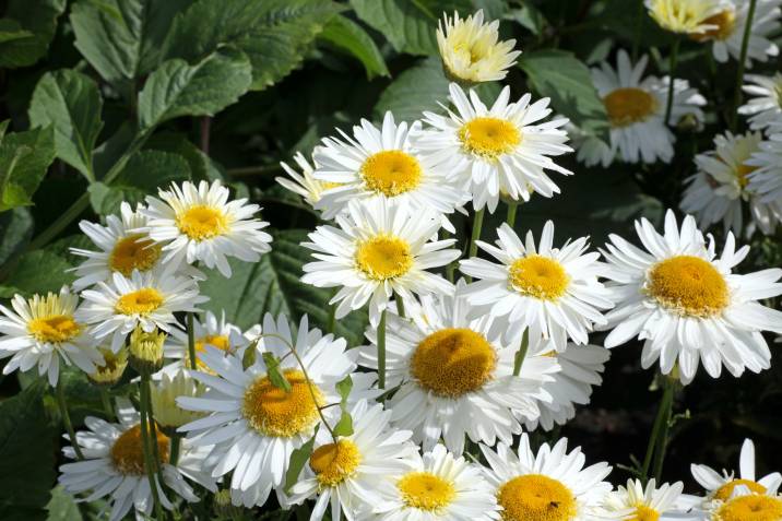 white shasta daisies