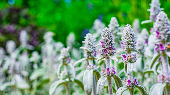 a flower bed with lamb's ears