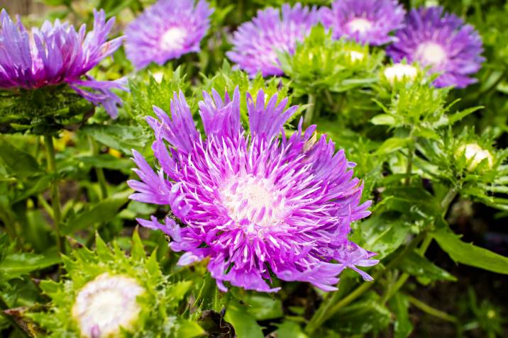 purple stokes’ aster blossoms