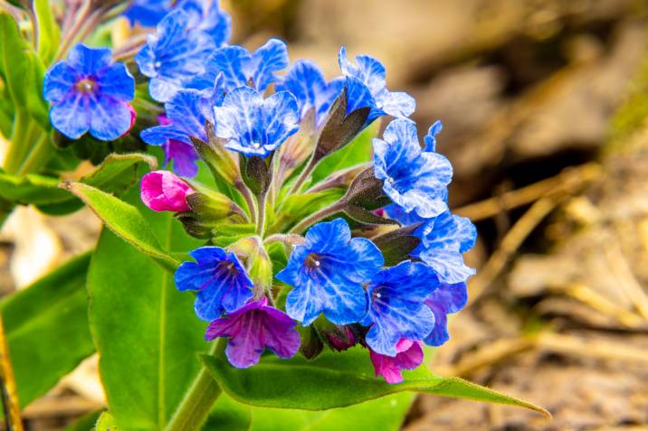 bright blue lungwort flowers