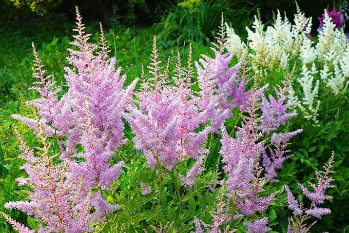 pink astilbes in a garden