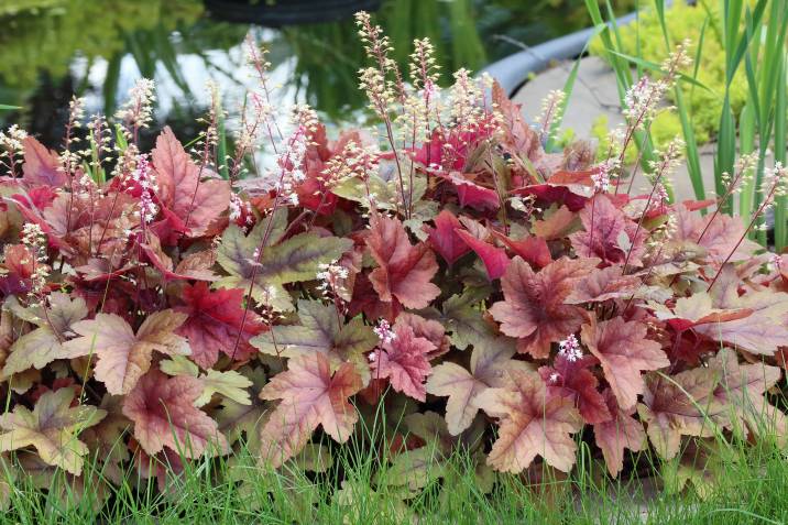 maroon heucherella plants