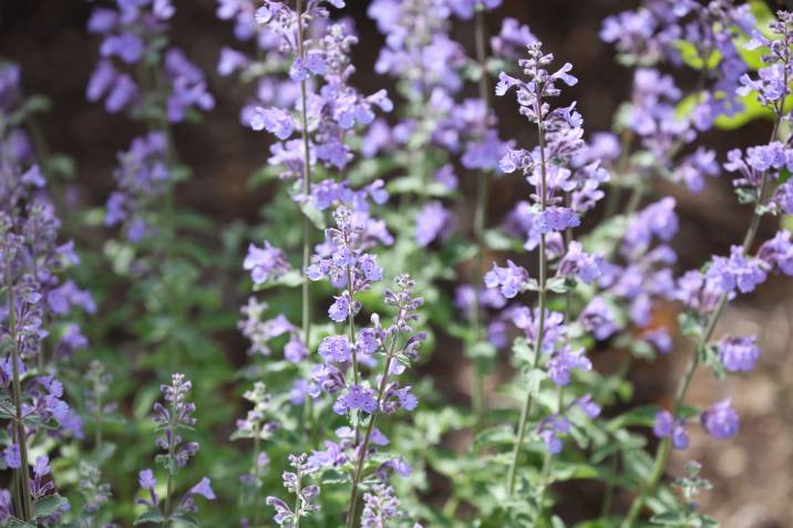 blooming catmint in spring