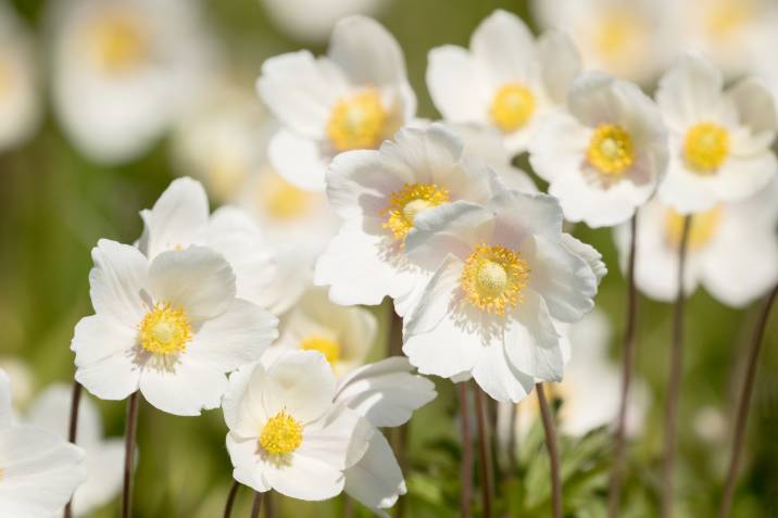 snowdrop anemone blossoms