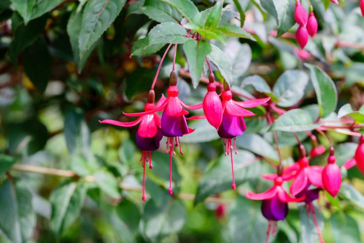 red and purple bells of fuchsia flowers