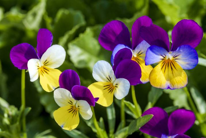 viola blossoms in a garden