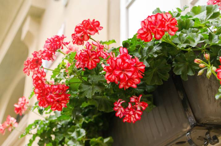 red geranium flowers in pots