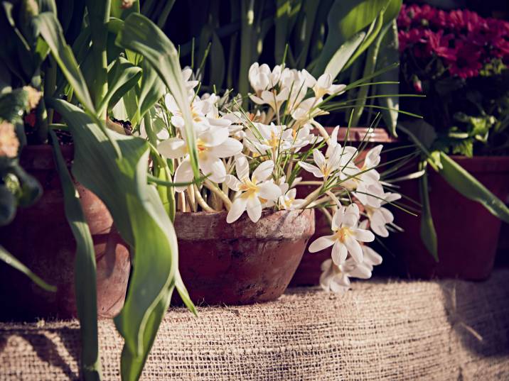 white crocus in a ceramic pot