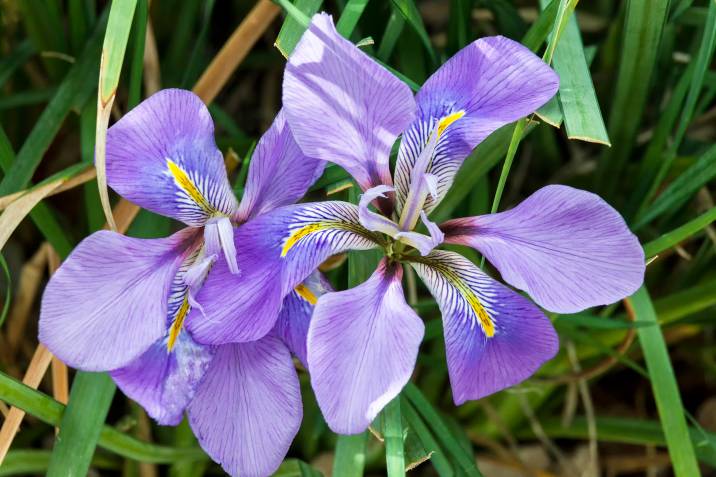 Algerian iris blossoms