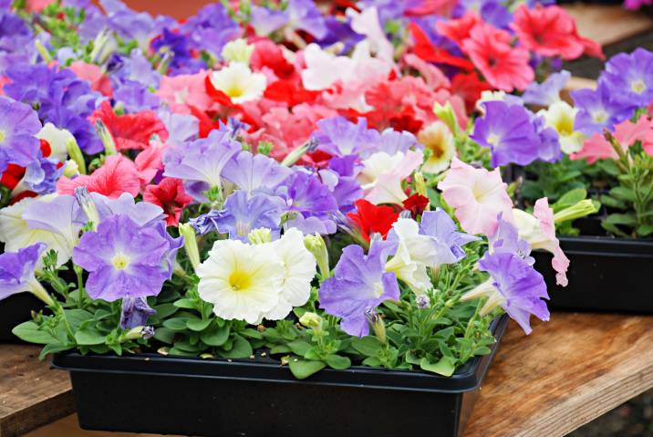 blooming petunias in trays