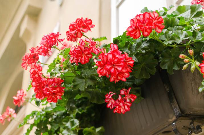 Red geranium flowers in a pot indoors