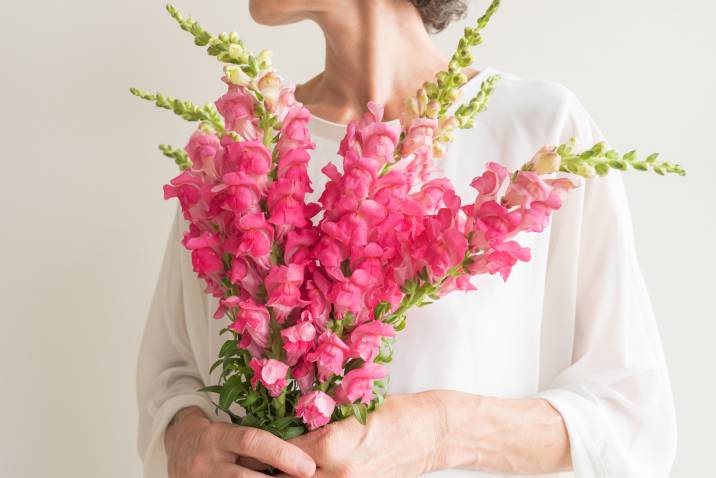 cropped view of woman holding pink snapdragon flowers to put in her container garden