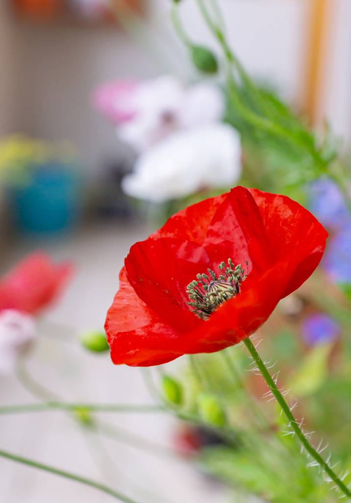 bright red poppy flower in a pot on a balcony on a bright sunny day