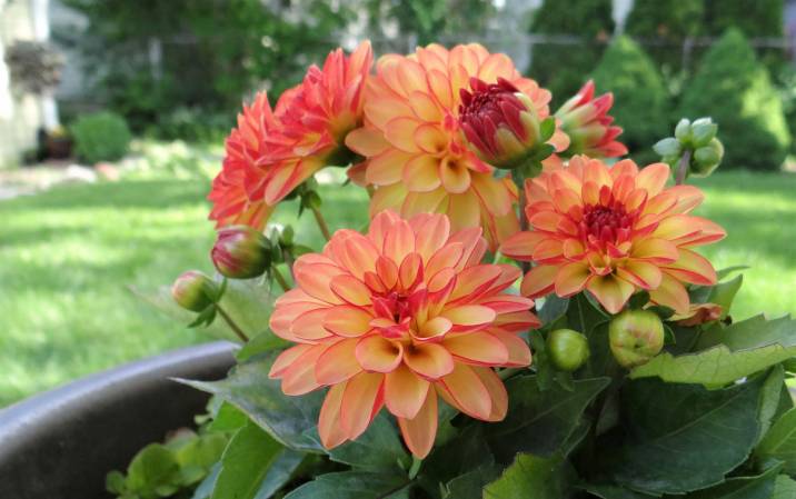 Dahlia plant thriving in the summer weather