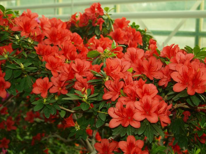 combination of flowering Azaleas and Camellias in a container garden