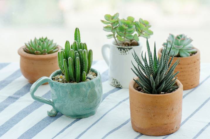 Various types of succulents, mini cacti house plants 