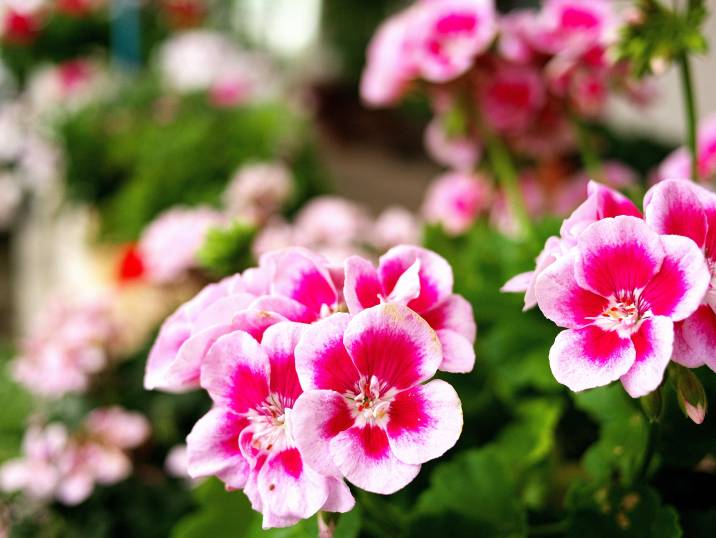 pink godetia flowers