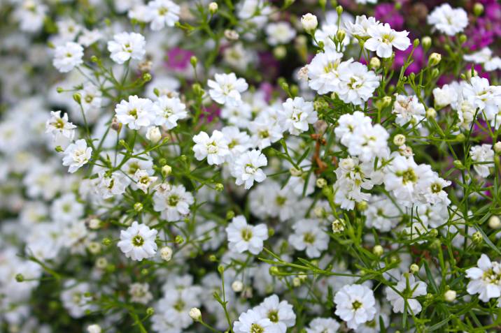 baby's breath in full bloom