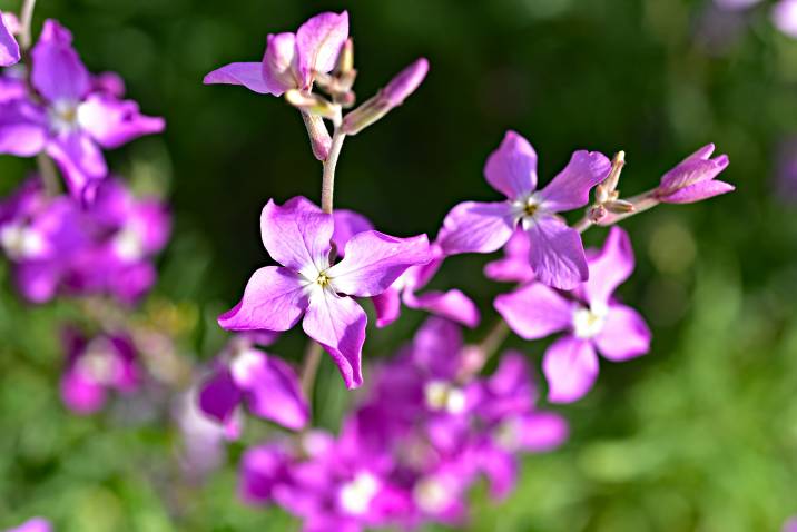 night-scented stock in bloom