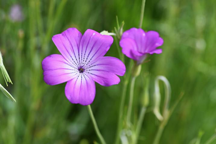 corn cockle flowers