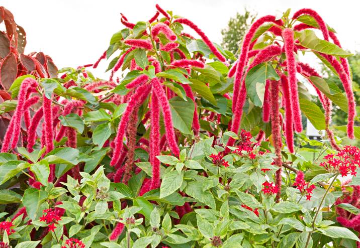 Amaranthus caudatus flowers, also known as love lies bleeding