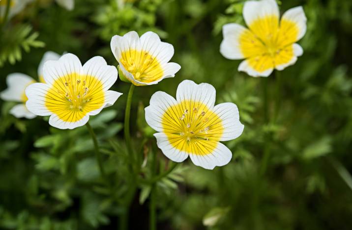 flowering poached egg plants