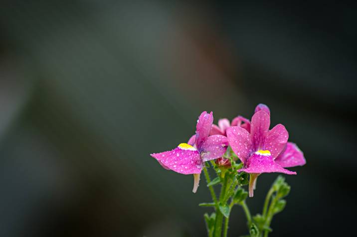 Linaria maroccana