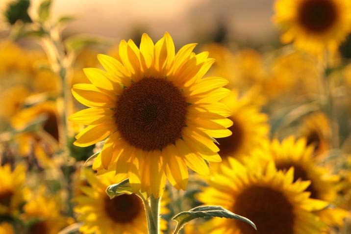 sunflowers at dusk